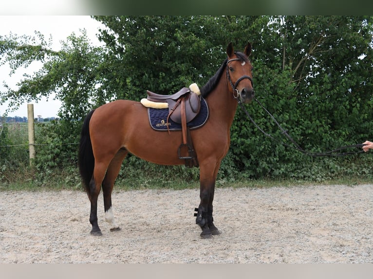 Deutsches Reitpony Stute 6 Jahre 146 cm  in Schwedt/Oder