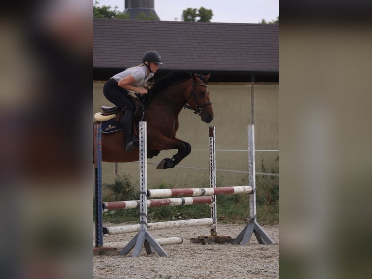 Deutsches Reitpony Stute 6 Jahre 146 cm  in Schwedt/Oder