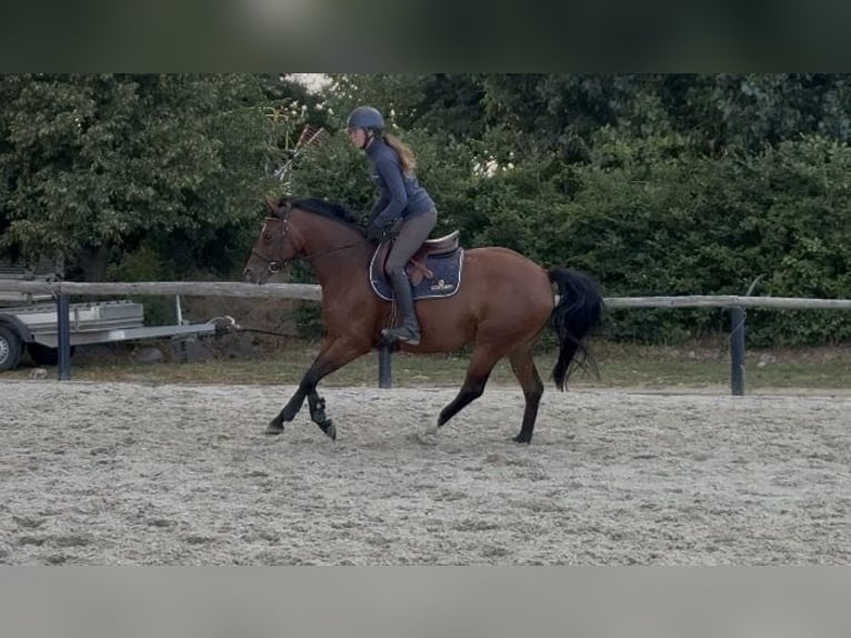 Deutsches Reitpony Stute 6 Jahre 146 cm  in Schwedt/Oder