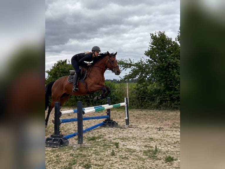 Deutsches Reitpony Stute 6 Jahre 146 cm  in Schwedt/Oder