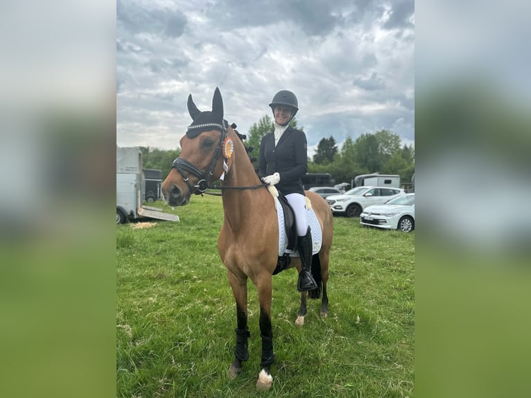 Deutsches Reitpony Stute 6 Jahre 147 cm Brauner in Friedberg