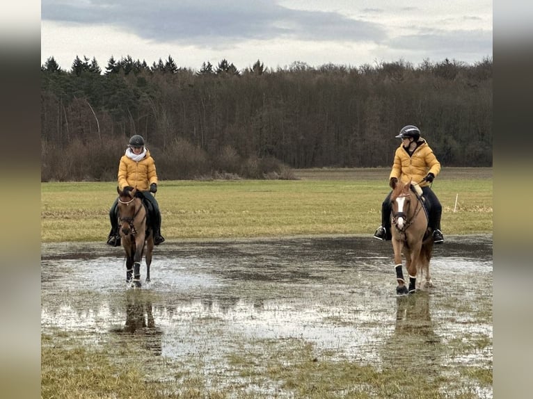 Deutsches Reitpony Stute 6 Jahre 147 cm Brauner in Friedberg