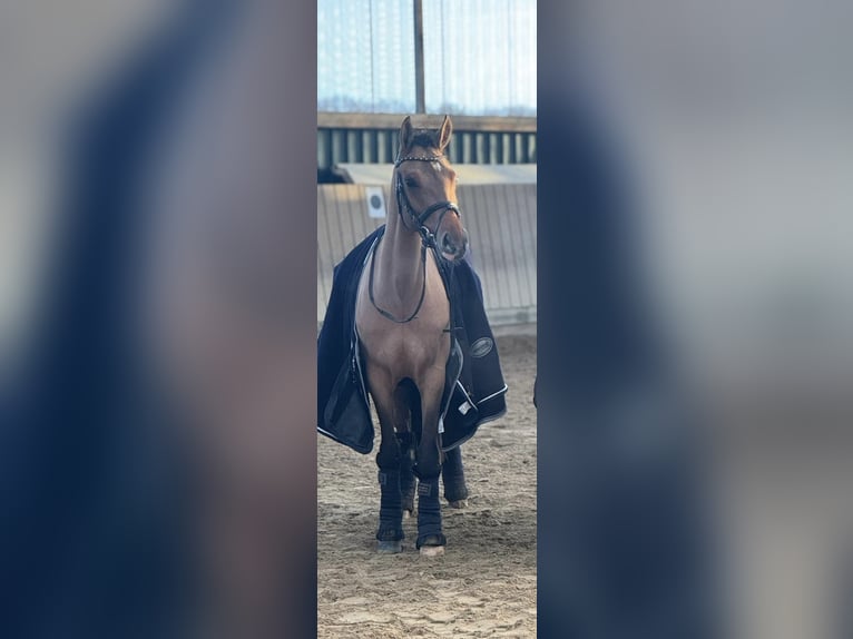 Deutsches Reitpony Stute 6 Jahre 147 cm Brauner in Friedberg