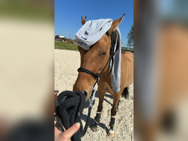 Deutsches Reitpony Stute 6 Jahre 147 cm Brauner in Friedberg