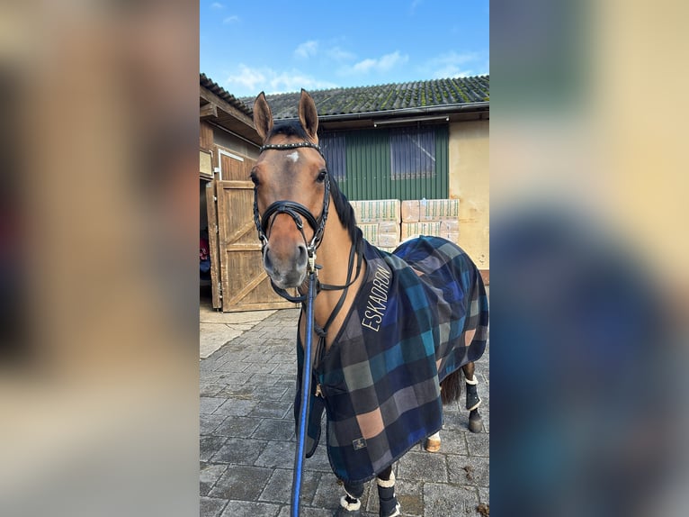 Deutsches Reitpony Stute 6 Jahre 147 cm Brauner in Friedberg