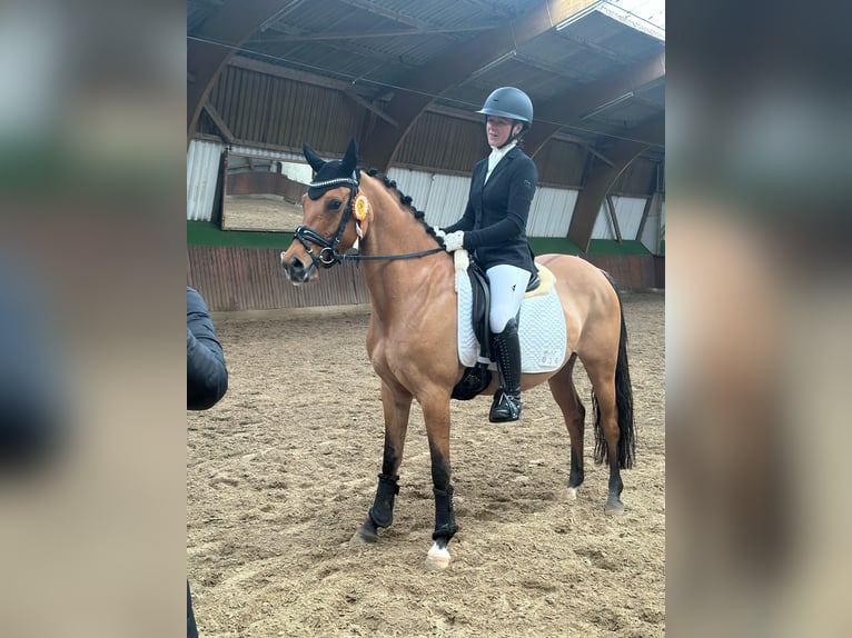 Deutsches Reitpony Stute 6 Jahre 147 cm Brauner in Friedberg