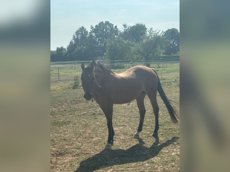 Deutsches Reitpony Stute 6 Jahre 147 cm Brauner in Friedberg