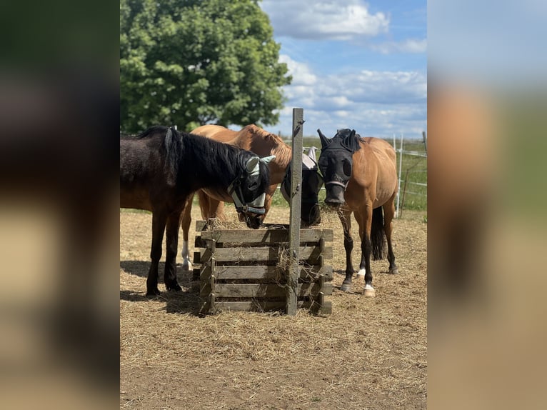 Deutsches Reitpony Stute 6 Jahre 147 cm Brauner in Friedberg