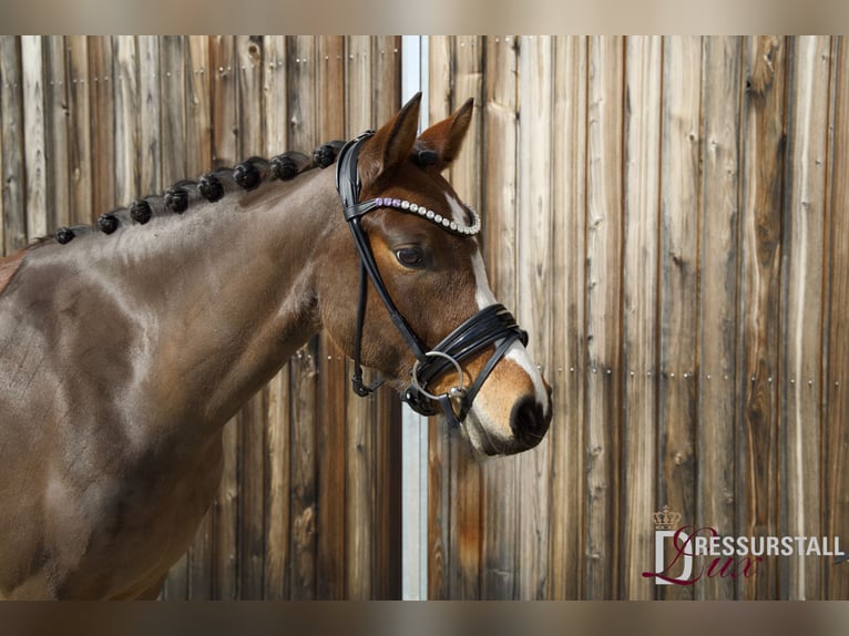 Deutsches Reitpony Stute 6 Jahre 147 cm Brauner in Weißenburg in Bayern