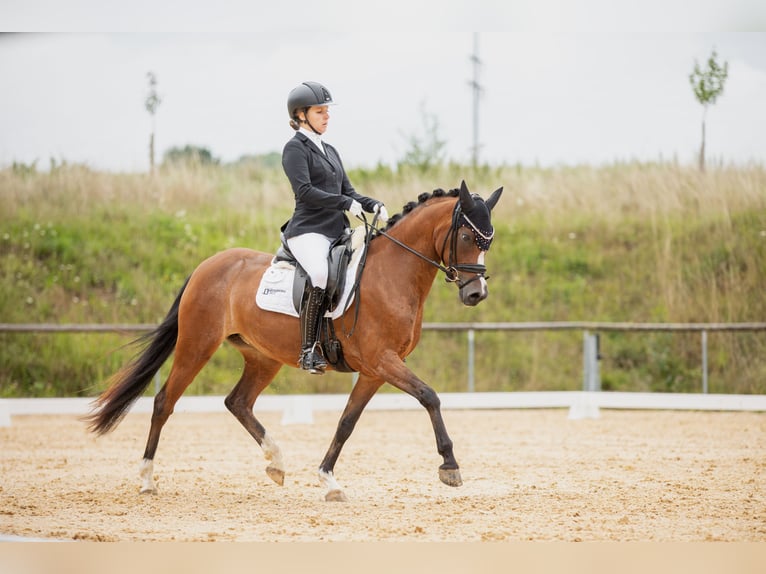Deutsches Reitpony Stute 6 Jahre 147 cm Brauner in Weißenburg in Bayern