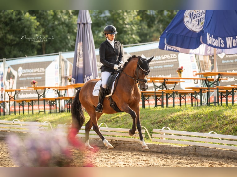 Deutsches Reitpony Stute 6 Jahre 147 cm Brauner in Weißenburg in Bayern