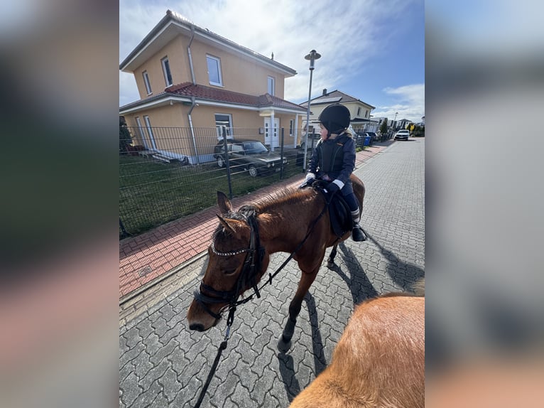 Deutsches Reitpony Stute 6 Jahre 147 cm Brauner in Etingen