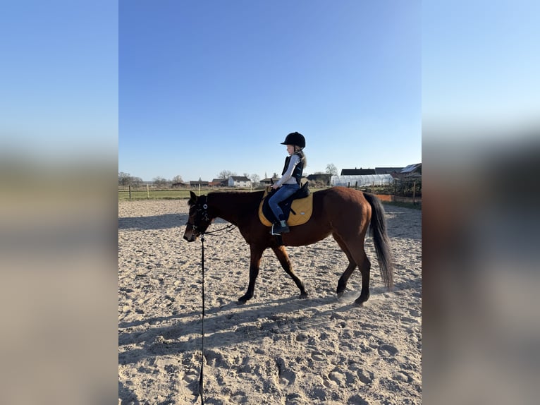 Deutsches Reitpony Stute 6 Jahre 147 cm Brauner in Etingen