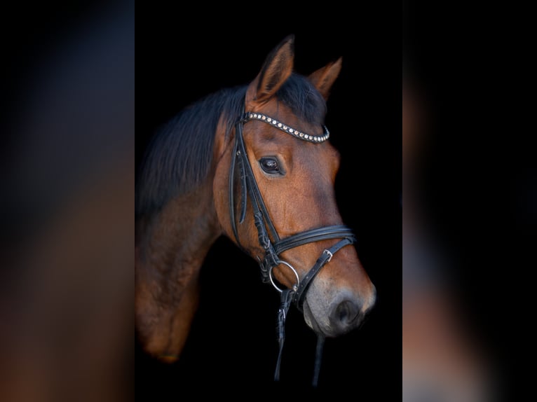 Deutsches Reitpony Stute 6 Jahre 147 cm Brauner in Etingen