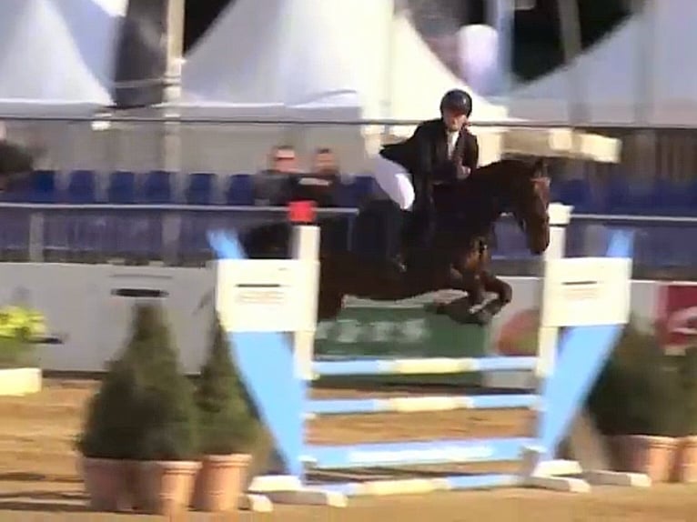 Deutsches Reitpony Stute 6 Jahre 147 cm Brauner in Löningen