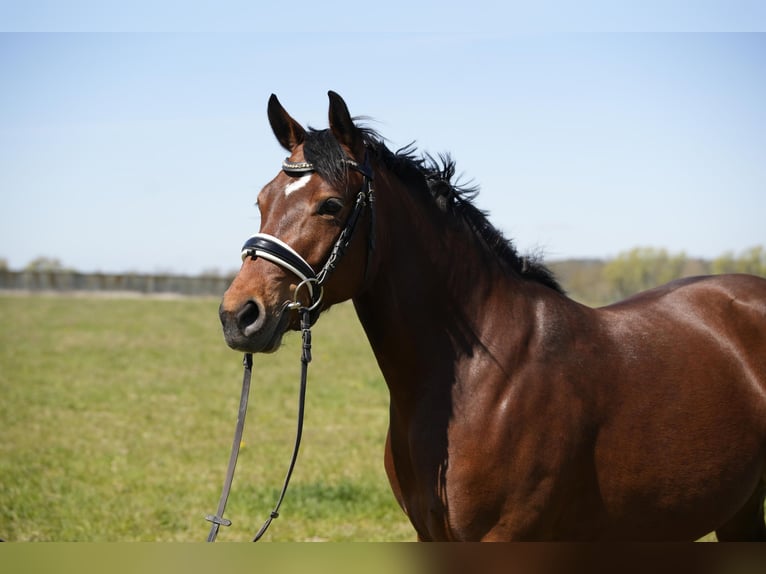 Deutsches Reitpony Stute 6 Jahre 147 cm Brauner in Schwedt/Oder