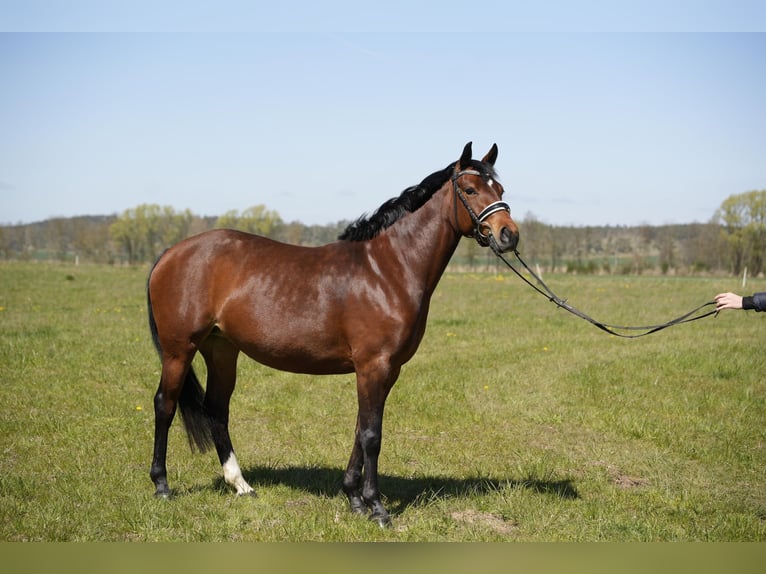 Deutsches Reitpony Stute 6 Jahre 147 cm Brauner in Schwedt/Oder
