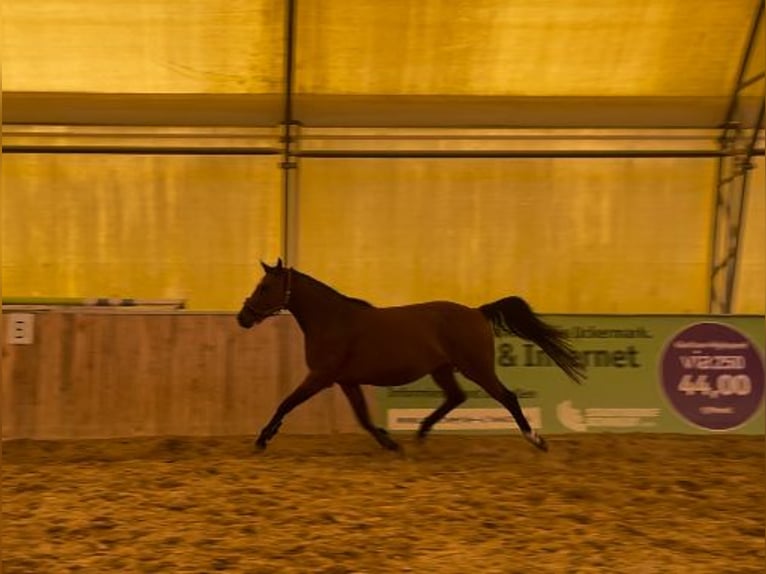 Deutsches Reitpony Stute 6 Jahre 147 cm Brauner in Schwedt/Oder