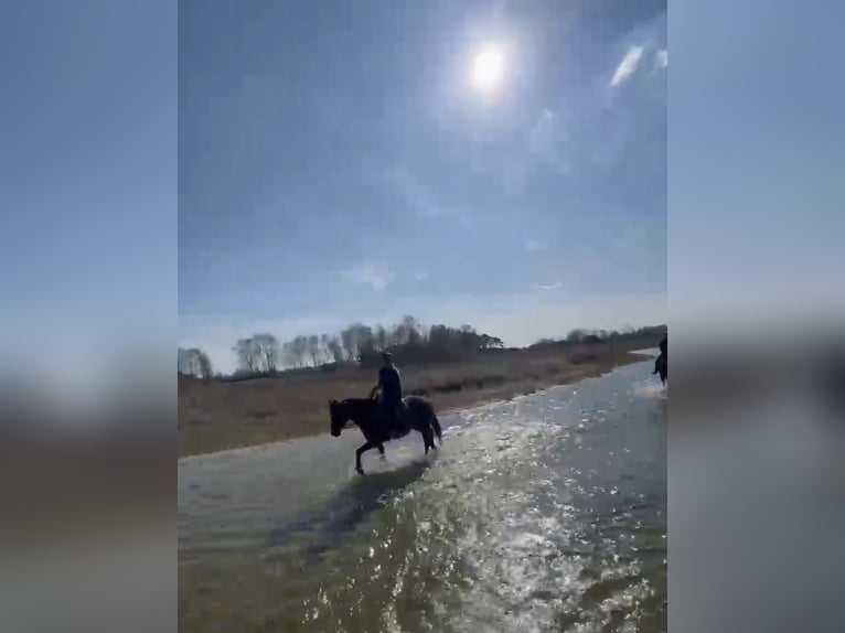 Deutsches Reitpony Stute 6 Jahre 147 cm Brauner in Schwedt/Oder