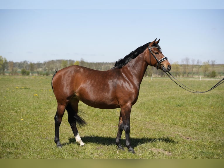 Deutsches Reitpony Stute 6 Jahre 147 cm Brauner in Schwedt/Oder
