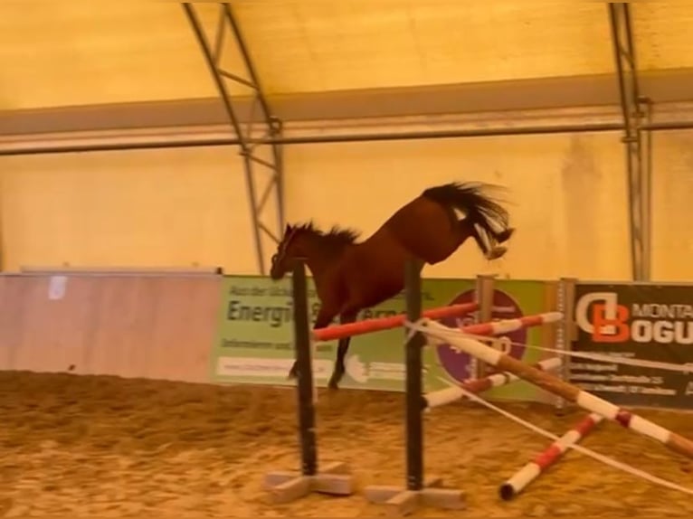 Deutsches Reitpony Stute 6 Jahre 147 cm Brauner in Schwedt/Oder