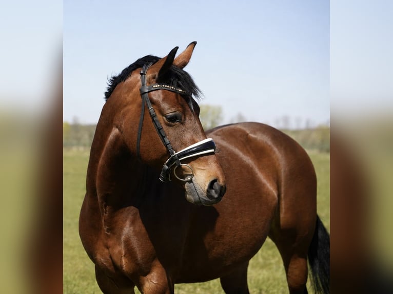Deutsches Reitpony Stute 6 Jahre 147 cm Brauner in Schwedt/Oder