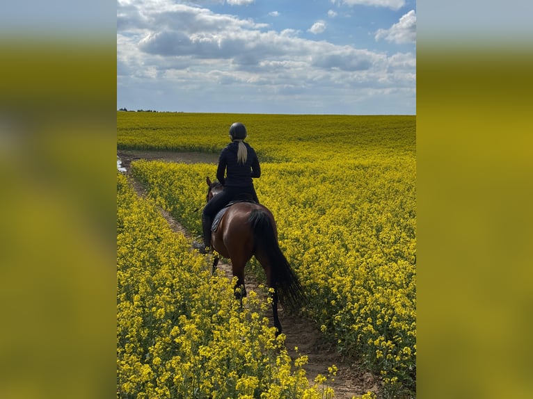 Deutsches Reitpony Stute 6 Jahre 147 cm Brauner in Schwedt/Oder