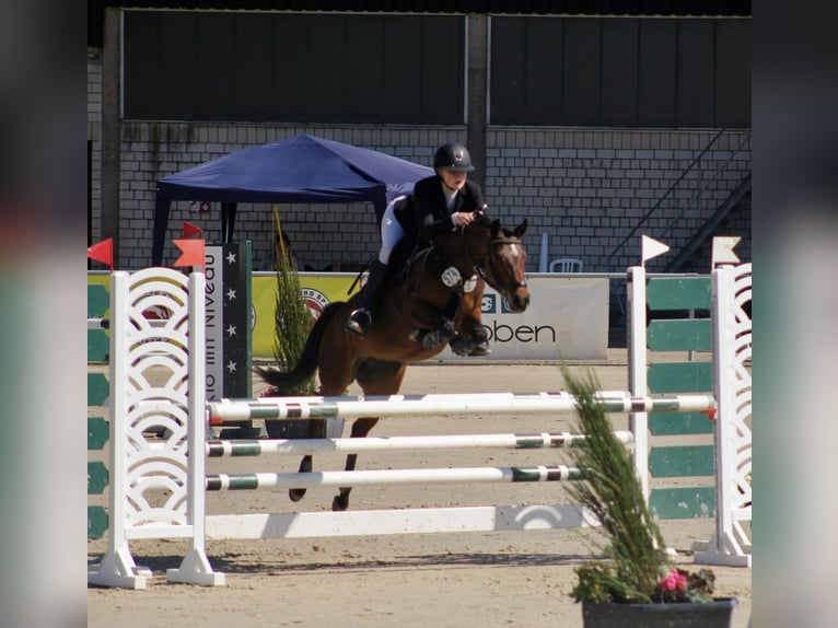 Deutsches Reitpony Stute 6 Jahre 147 cm Brauner in Waltrop