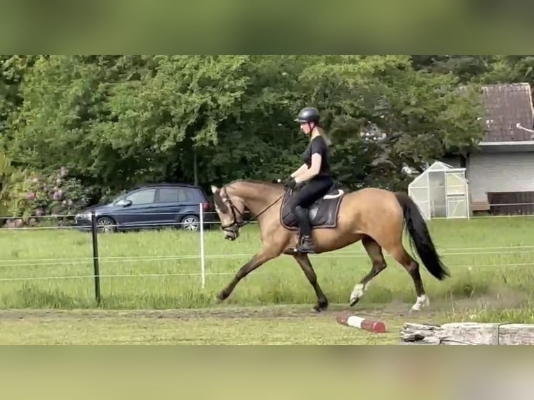 Deutsches Reitpony Stute 6 Jahre 147 cm Buckskin in Grasberg
