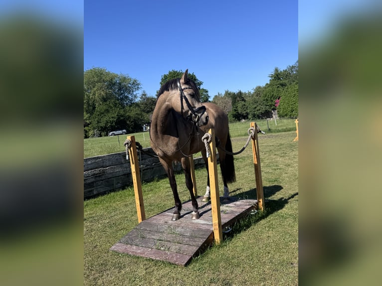 Deutsches Reitpony Stute 6 Jahre 147 cm Buckskin in Grasberg