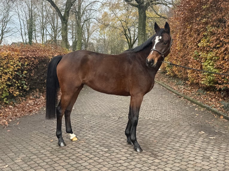 Deutsches Reitpony Stute 6 Jahre 147 cm Dunkelbrauner in Uedem