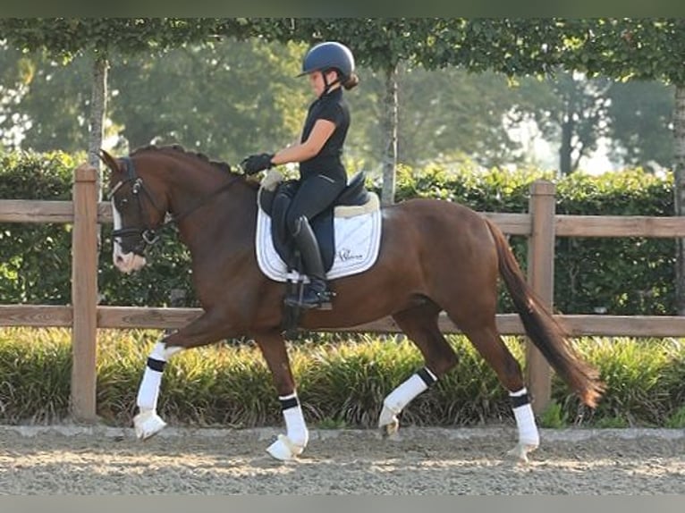 Deutsches Reitpony Stute 6 Jahre 147 cm Dunkelfuchs in Oost West en Middelbeers