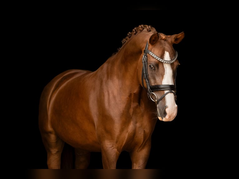 Deutsches Reitpony Stute 6 Jahre 147 cm Dunkelfuchs in Oost West en Middelbeers