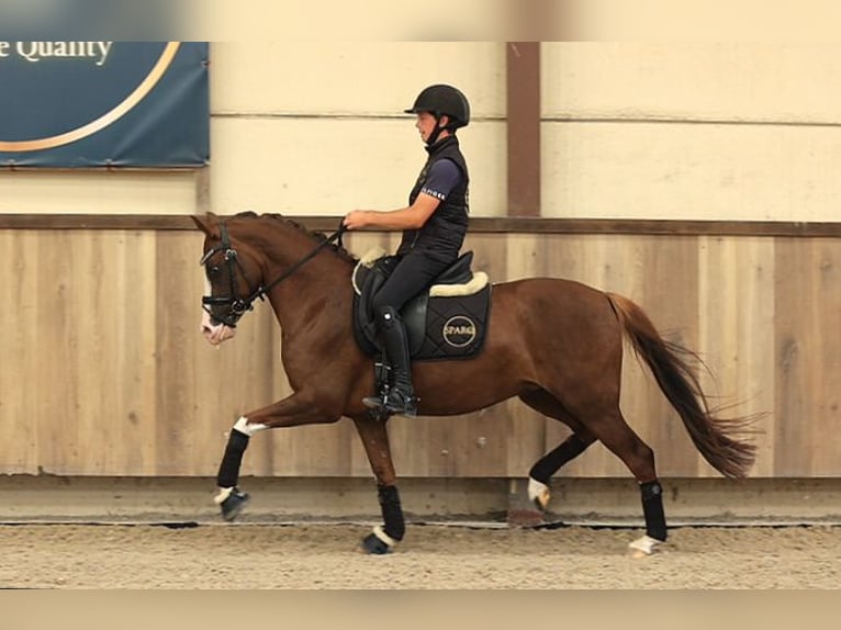 Deutsches Reitpony Stute 6 Jahre 147 cm Dunkelfuchs in Oost West en Middelbeers