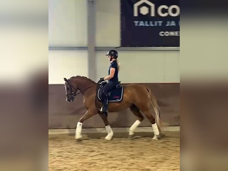Deutsches Reitpony Stute 6 Jahre 147 cm Dunkelfuchs in Orimattila
