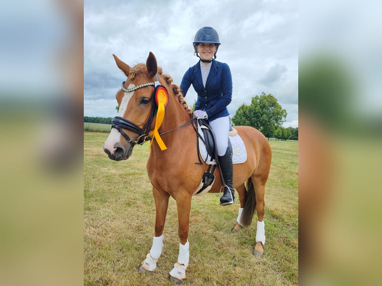 Deutsches Reitpony Stute 6 Jahre 147 cm Fuchs in Ludwigslust