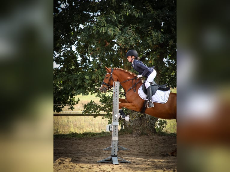 Deutsches Reitpony Stute 6 Jahre 147 cm Fuchs in Ludwigslust