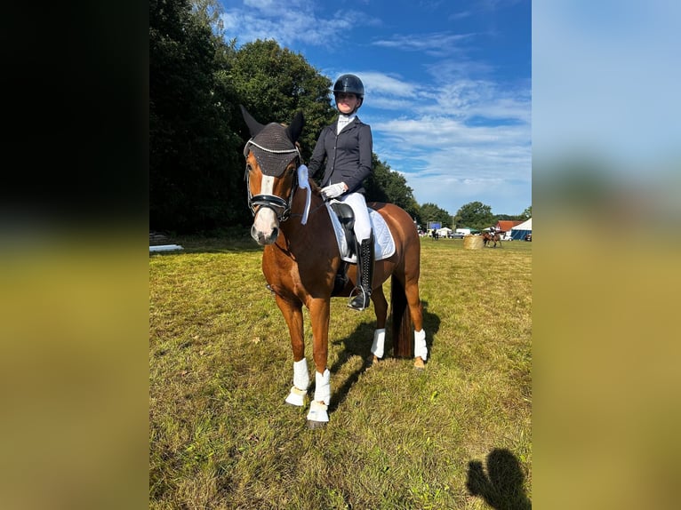 Deutsches Reitpony Stute 6 Jahre 147 cm Fuchs in Ludwigslust