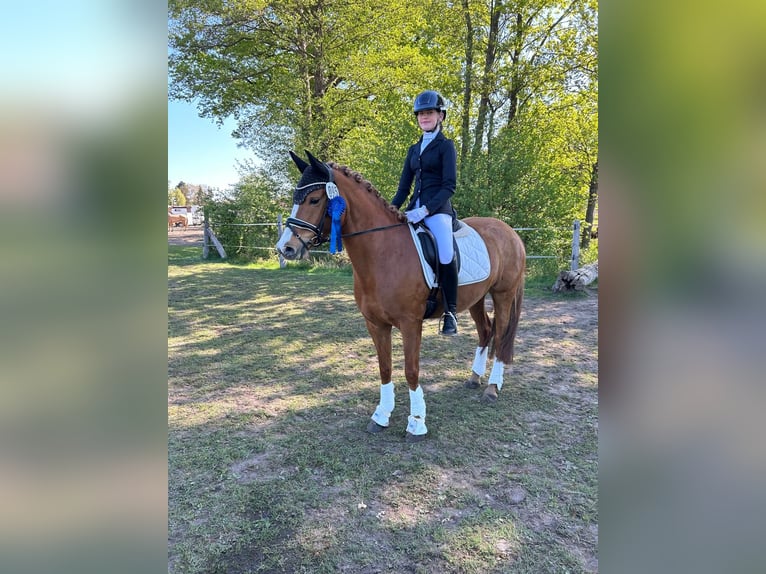 Deutsches Reitpony Stute 6 Jahre 147 cm Fuchs in Ludwigslust
