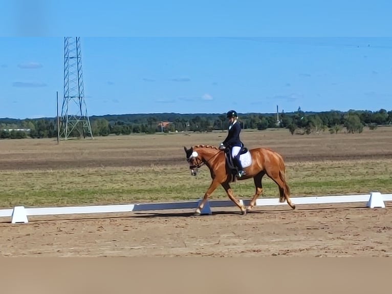 Deutsches Reitpony Stute 6 Jahre 147 cm Fuchs in Ludwigslust