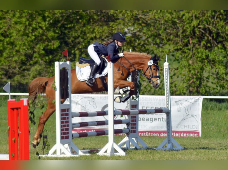 Deutsches Reitpony Stute 6 Jahre 147 cm Fuchs in Ludwigslust