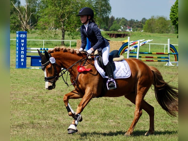 Deutsches Reitpony Stute 6 Jahre 147 cm Fuchs in Ludwigslust