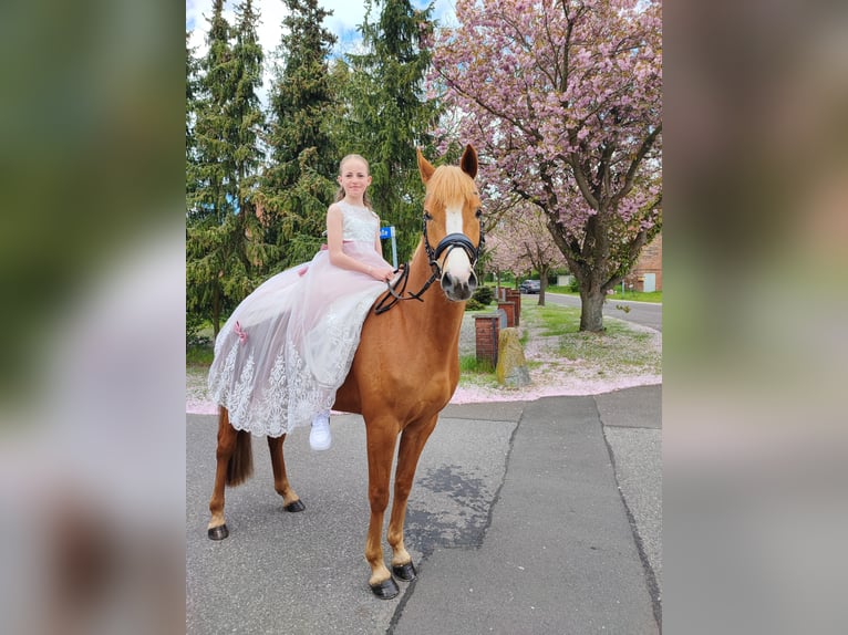Deutsches Reitpony Stute 6 Jahre 147 cm Fuchs in Ludwigslust