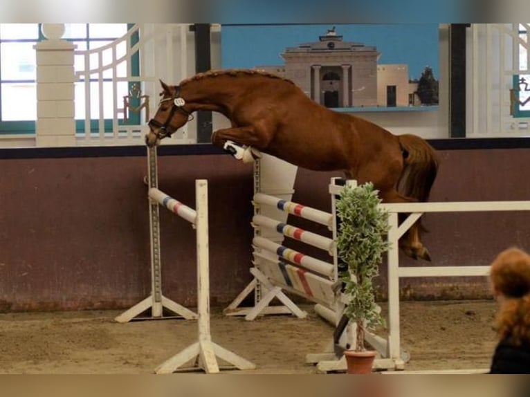 Deutsches Reitpony Stute 6 Jahre 147 cm Fuchs in Ludwigslust