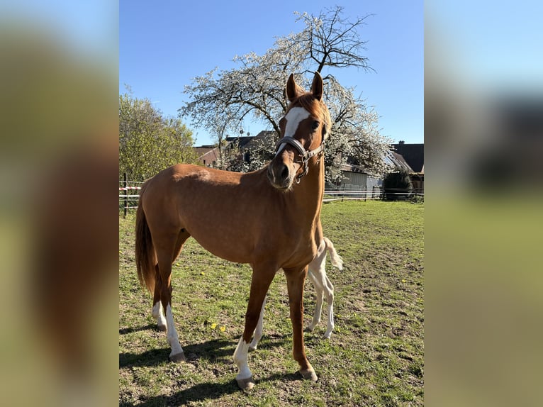 Deutsches Reitpony Stute 6 Jahre 147 cm Fuchs in Wegberg