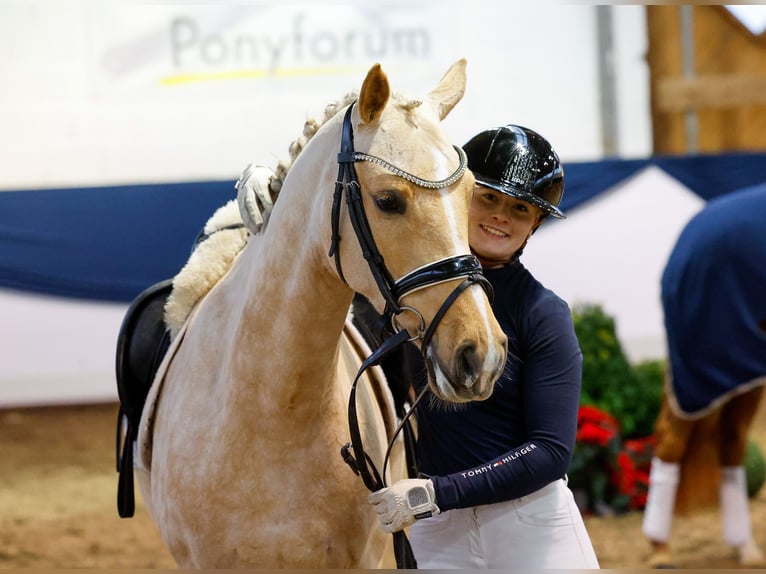 Deutsches Reitpony Stute 6 Jahre 147 cm Palomino in Marsberg