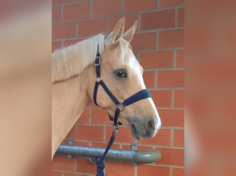 Deutsches Reitpony Stute 6 Jahre 147 cm Palomino in Stuhr