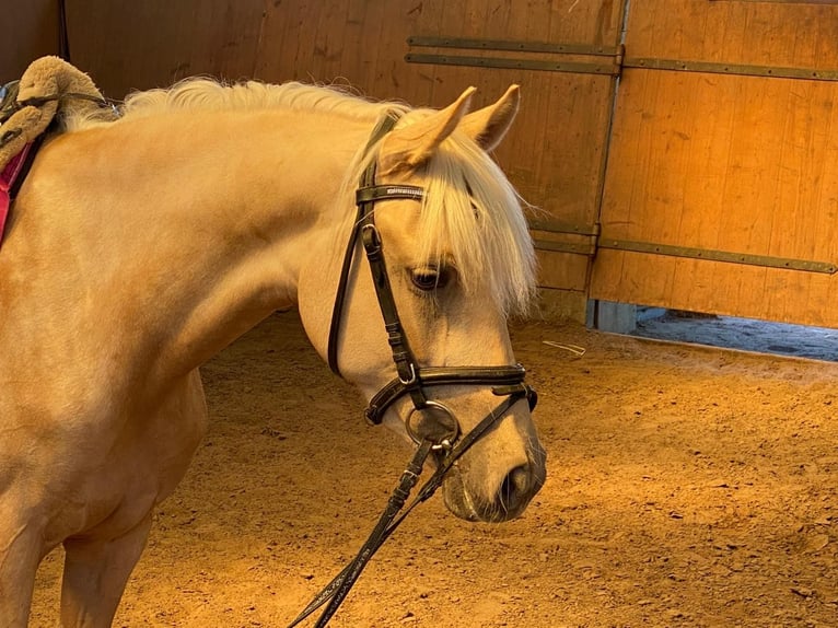 Deutsches Reitpony Stute 6 Jahre 147 cm Palomino in Achim