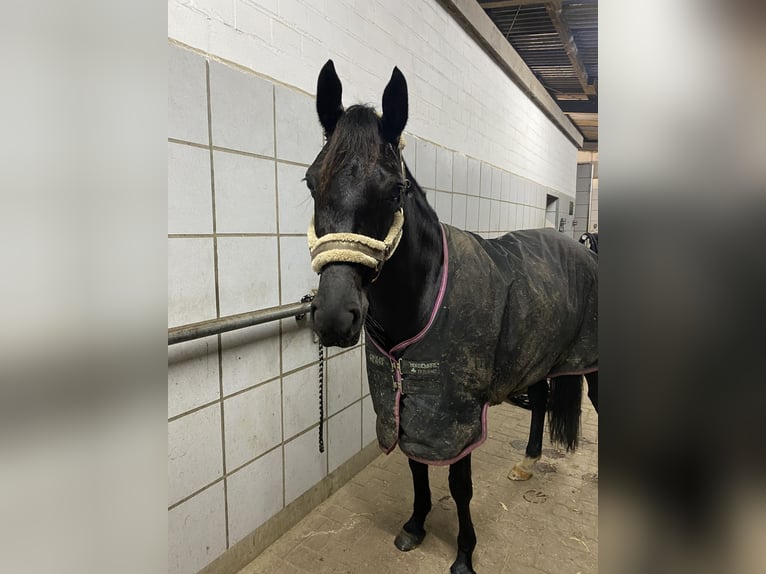 Deutsches Reitpony Stute 6 Jahre 147 cm Rappe in Norderstedt