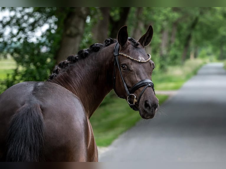 Deutsches Reitpony Stute 6 Jahre 147 cm Rappe in Wetter (Ruhr)